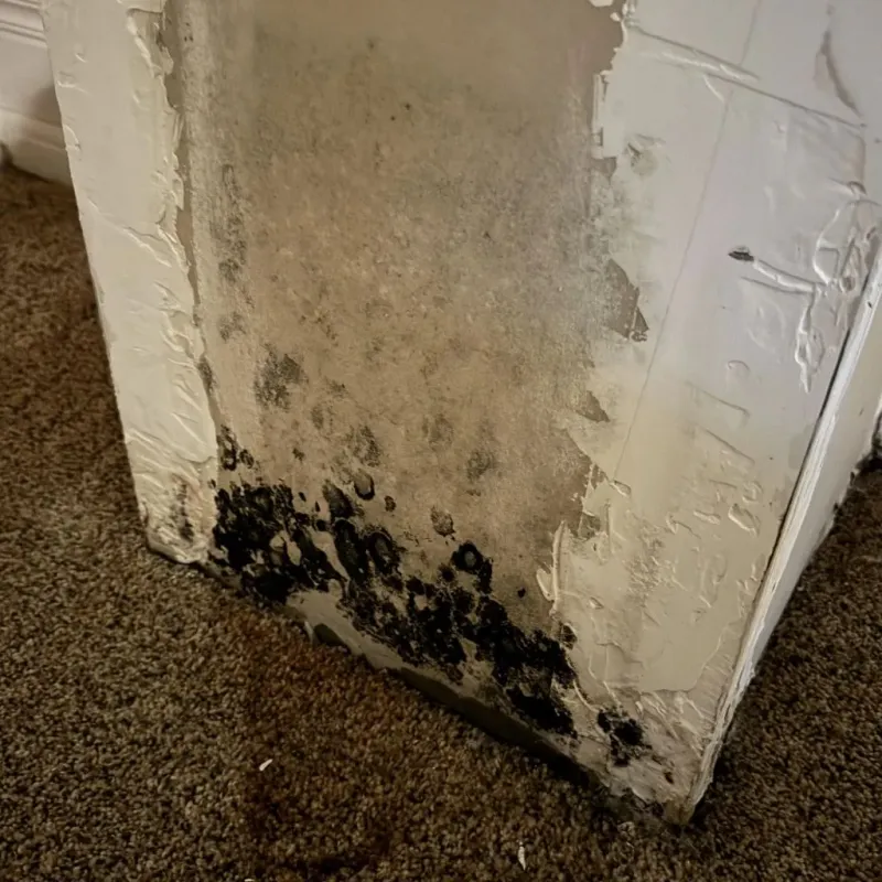 Professional Mold Removal in Perris, CA
